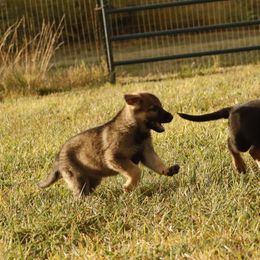 German Shepherd Puppies from Vom Haus Denfors K9