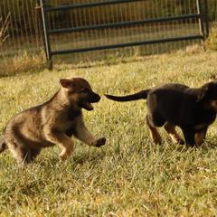 German Shepherd Puppies from Vom Haus Denfors K9