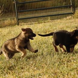 German Shepherd Puppies from Vom Haus Denfors K9