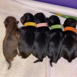 Shih Tzu Puppies from Precious Tzu Crew