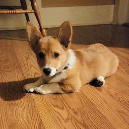 Pembroke Welsh Corgi Puppies from Rose Water Corgis