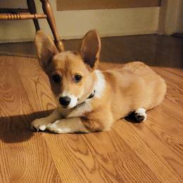 Pembroke Welsh Corgi Puppies from Rose Water Corgis