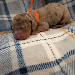 Orange Boy - Dapple male Dachshund puppy in Cypress, California from Ferrario Dachshunds