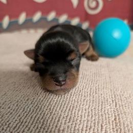 Paul - Black and tan male Yorkshire Terrier puppy in Gatesville, Texas from KontryKritterz Yorkies
