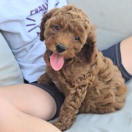 Ranger - Red male Cavapoo puppy in Blackfoot, Idaho from Rocky Desert Goldens and Cavaliers