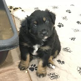 Australian Shepherd and Miniature Australian Shepherd Puppies from Kid’s Kingdom Australian Shepherds