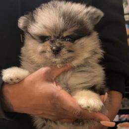 Miracle - Blue merle male Pomeranian puppy in Long Island, New York from Minipaws kennel