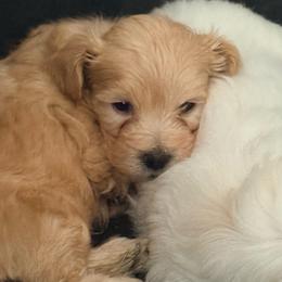 Kash Karter - Apricot male Maltipoo puppy in Chandler, Arizona from Tiffany's Maltipoos
