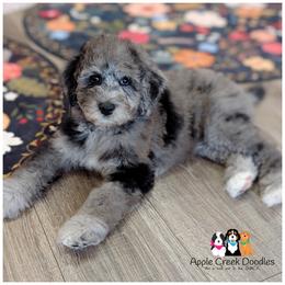 SADIE - F1b - Loves giving kisses-Ofa-Genetics-2 year warranty-microchip - Merle female Goldendoodle puppy in Jeddo, Michigan from Apple Creek Doodles