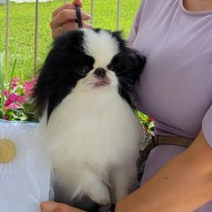 Kevin - Japanese Chin