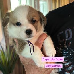 Girl 3 - Sable female Pembroke Welsh Corgi puppy in Greenwood, South Carolina from JOY Farms