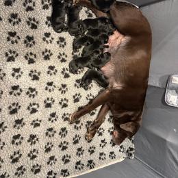 Girl 3 - Black female Labrador Retriever puppy in Menifee, California from The Golden Leash Kennels