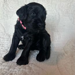 Light Pink - female Golden Mountain Doodle puppy in Leander, Texas from Olive Grove Doodles