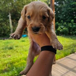 Parmesan - Golden male Golden Retriever puppy in Dayton, Minnesota from Akoya Kennels