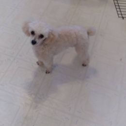 Beaux - Poodle
