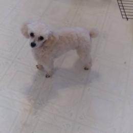 Beaux - Poodle