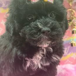 Evee - Black female Yorkipoo puppy in Cooper City, Florida from Jenny La Bone