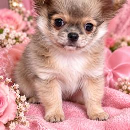 Luna - Chocolate sabled fawn female Chihuahua puppy in Tremonten, Utah from Qu-Te's Chihuahuas