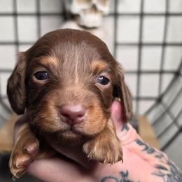 Alice - Alice in Wonderland Theme Litter. - Chocolate and tan female Dachshund puppy in Woodland, Washington from SJs Dachshunds