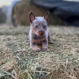 Mocha - Red speckled female Australian Cattle Dog puppy in Tucson, Arizona from Soqui Ortiz Cattle Ranch