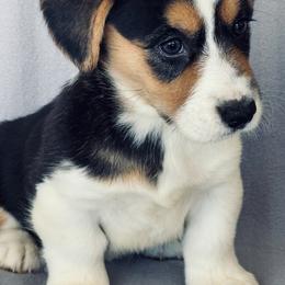 Girl 1 - Black and white female Cardigan Welsh Corgi puppy in Huntington Beach, California from Gingerbread