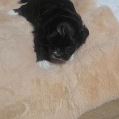 Missy - Black and white female Shichon puppy in Norfolk, Virginia from Reynolds Family