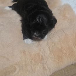 Missy - Black and white female Shichon puppy in Norfolk, Virginia from Reynolds Family