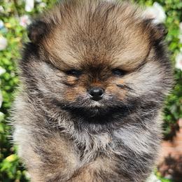 Bright Red Boy - Red male Pomeranian puppy in Broomfield, Colorado from Diamond-Pom