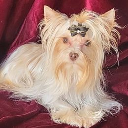 Sky Lyla - Parti female Yorkshire Terrier puppy in Buda, Texas from BIOLA'S YORKIES