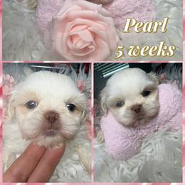 Pearl - Liver and white female Shih Tzu puppy in Coolidge, Arizona from Shih Tzu’s  ‘N’ Love