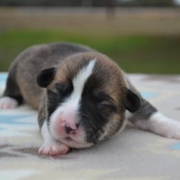 Fern - Sable male Pembroke Welsh Corgi puppy in Edna, Texas from MG Corgis