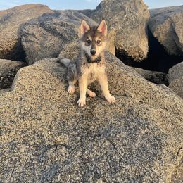 Siberian Husky Puppies from SoFlo Siberians