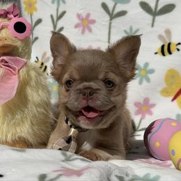 Thor - Tricolors male French Bulldog puppy in Hemet, California from Bowman Pups