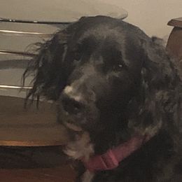 Bailey - Goldendoodle