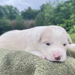 Light blue collar - Gold male Border Collie puppy in Graceville, Florida from Fire N Arrows Border Collies
