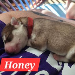 Honey - Sable and white female Siberian Husky puppy in Louisville, Kentucky from Xavier's Home for Gifted Huskies