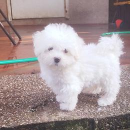 Maltipoo Puppies from Little Cupcakes and Little Punkins Maltipoos