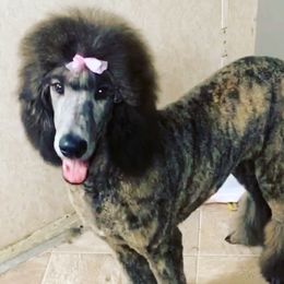 Myla - Poodle