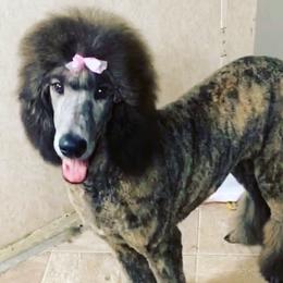 Myla - Poodle