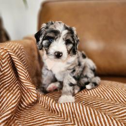 Olive - Blue merle and white male Sheepadoodle puppy in Tooele, Utah from Salt & Snow Pups