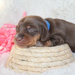 Daisy - Chocolate and tan Dachshund puppy in Windsor, Colorado from Murry’s minis