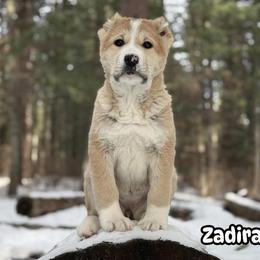 Zadira - Fawn female Central Asian Shepherd Dog puppy in Island City, Oregon from Alabaivalley