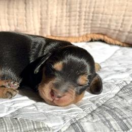 Dachshund Puppies from Signatures Mini Dachshunds