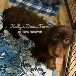 Allie - Dachshund