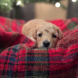 Goldendoodle Puppies from Timberland Falls Goldendoodles