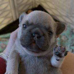 Blue Fawn Boy (Sansa - Meeko) - Brindle male French Bulldog puppy in Gulf Breeze, Florida from SW Frenchies