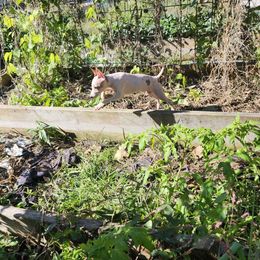 Luna (Little Leigh Luminous) - White and apricot female American Hairless Terrier puppy in Lebanon, Missouri from Hearts Companions