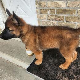 Green - Mahogany and black male Belgian Tervuren puppy in Merrill, Michigan from Reves Vifs Belgian Shepherds