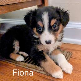 Aussiedoodle, Australian Shepherd, and Golden Retriever Puppies from Hope & Joy Acres