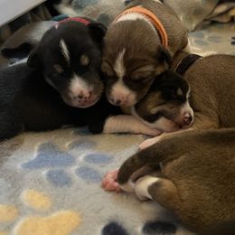 Basenji Puppies from Freecloud Basenji